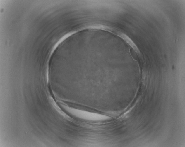 X0000081391036200701252059