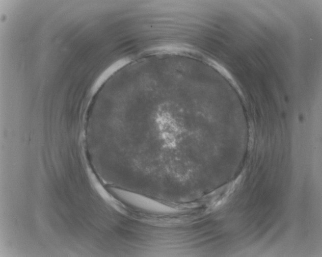 X0000081391042200701252059