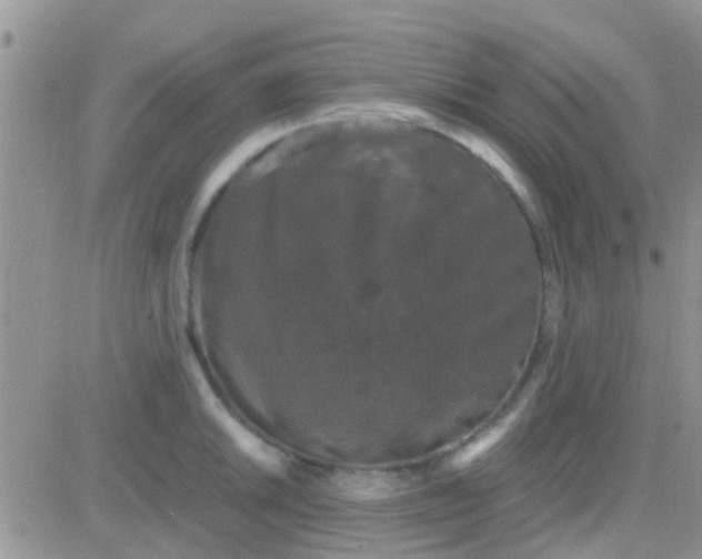 X0000081391046200701252059