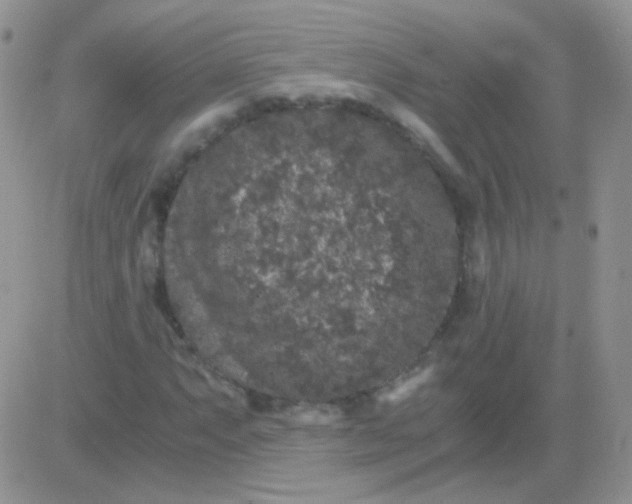 X0000081391063200701252058