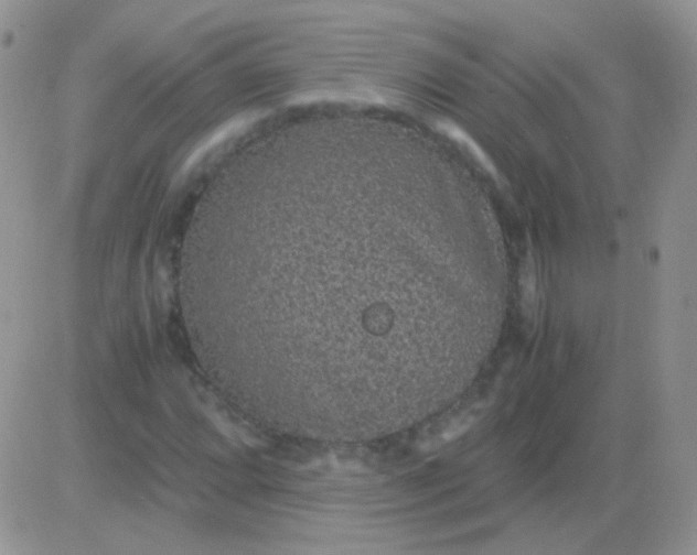 X0000081391064200701252058