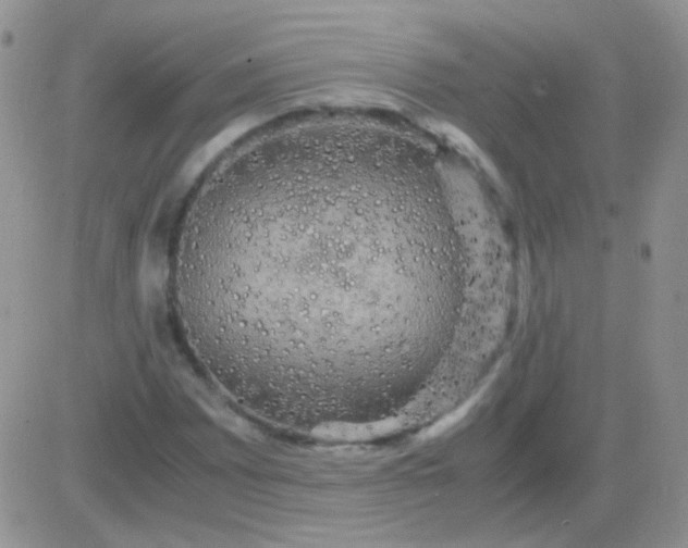 X0000081391065200701252058