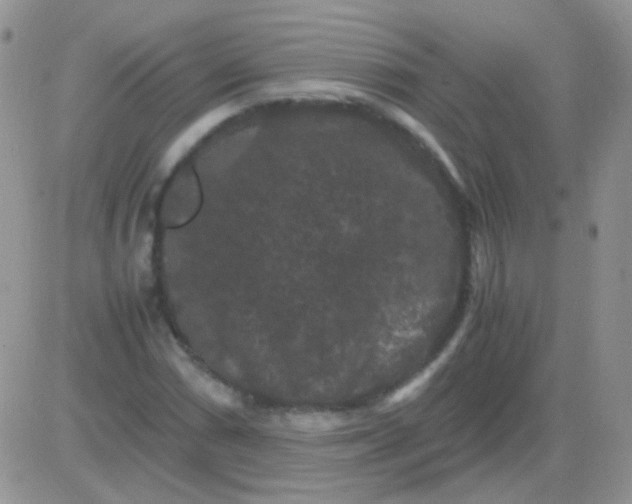 X0000081391066200701252058