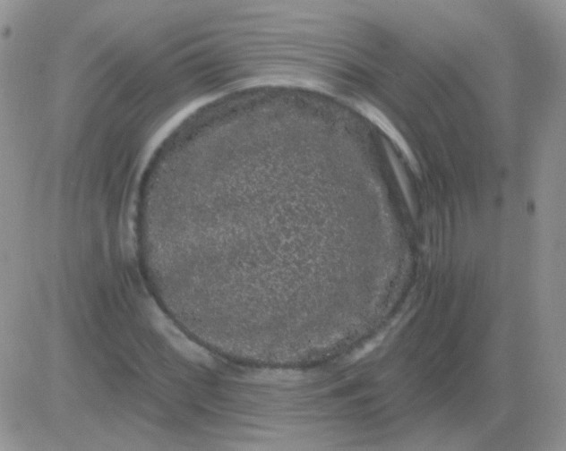 X0000081391068200701252058