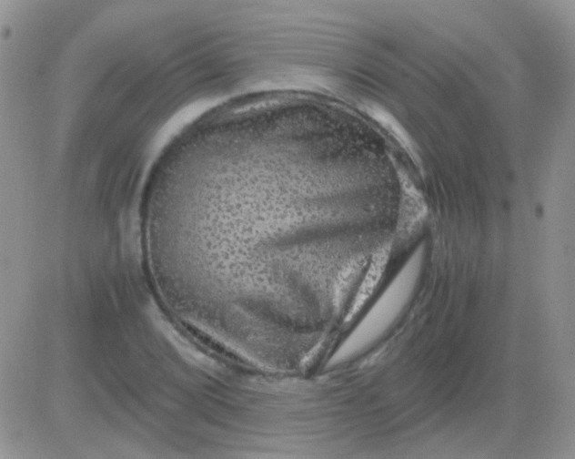 X0000081391072200701252058