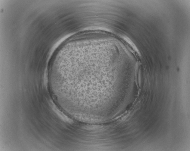 X0000081391076200701252058