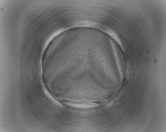 X0000081391080200701252058