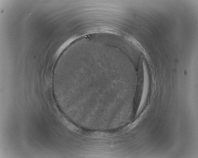 X0000081391081200701252058