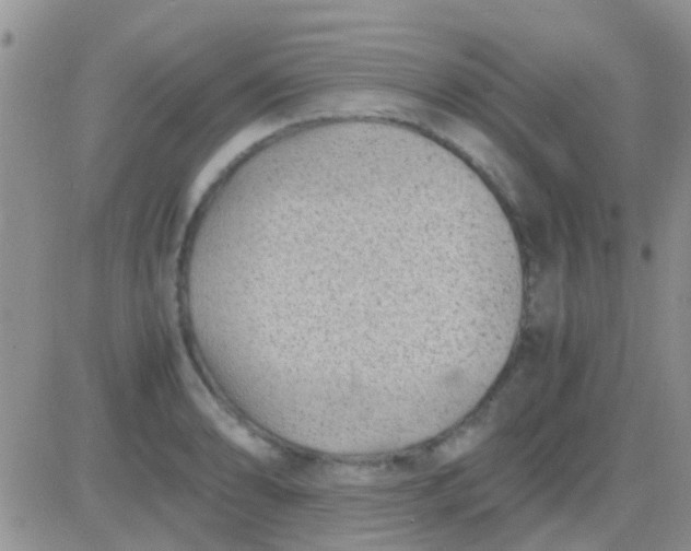 X0000081391086200701252058