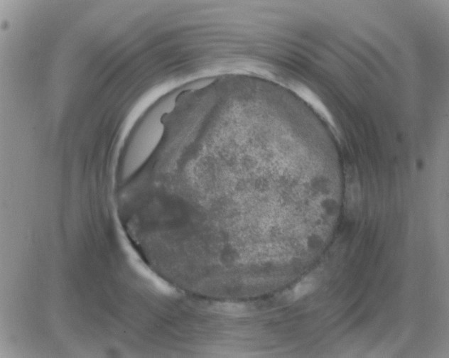 X0000081391088200701252058