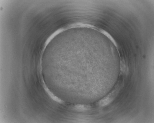 X0000081391098200701252058