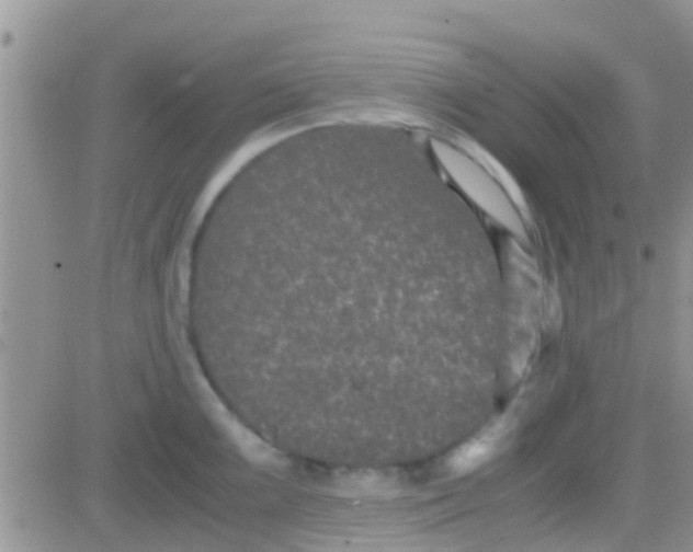 X0000081391099200701252058