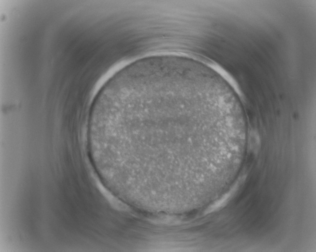 X0000081391101200701252058