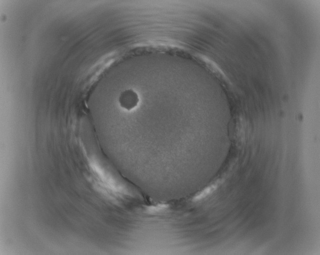 X0000081391110200701252057