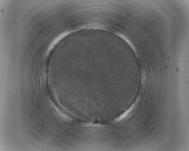 X0000081391115200701252057