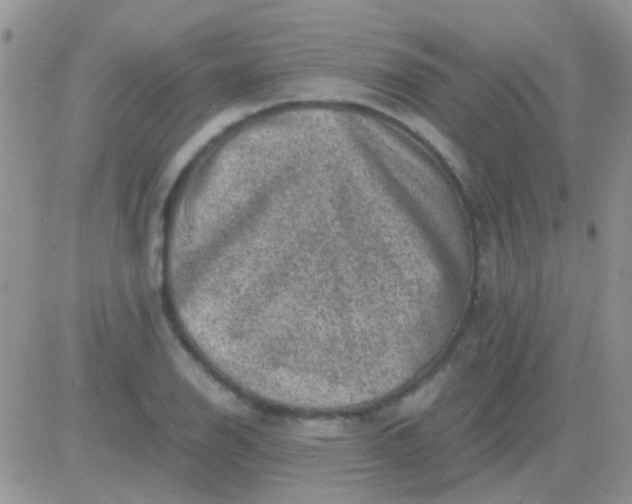 X0000081391126200701252057