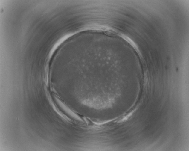 X0000081391128200701252057