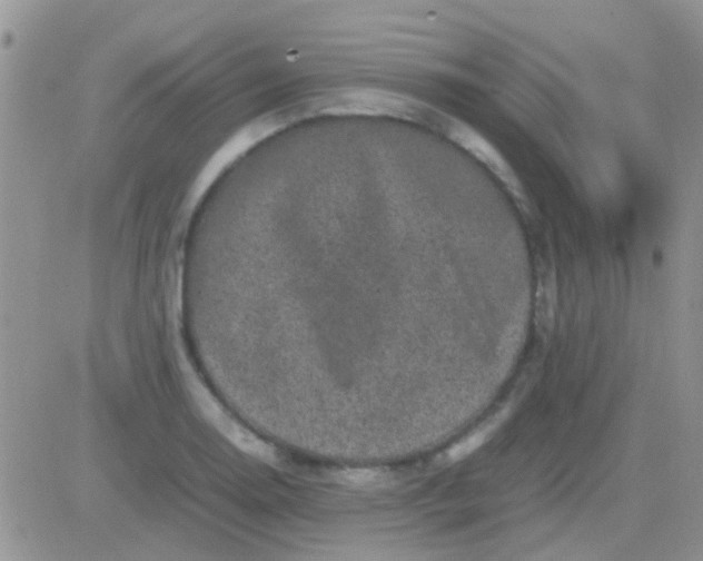 X0000081391130200701252057