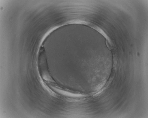 X0000081391132200701252057