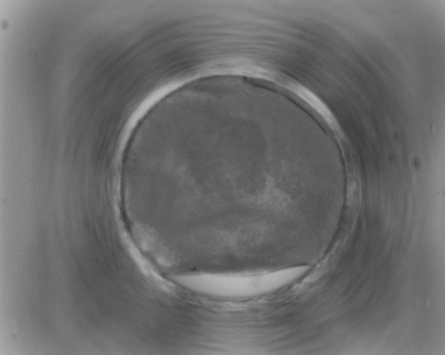 X0000081391144200701252058