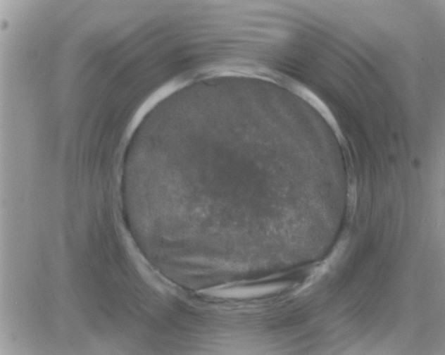 X0000081391146200701252058