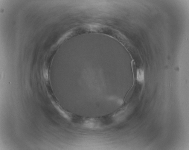 X0000081391155200701252057