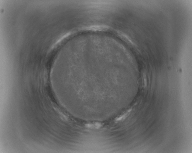 X0000081391158200701252057