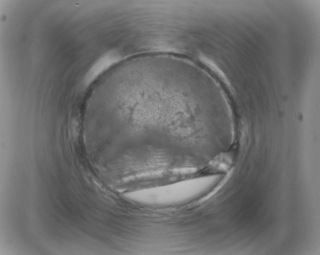 X0000081391163200701252057