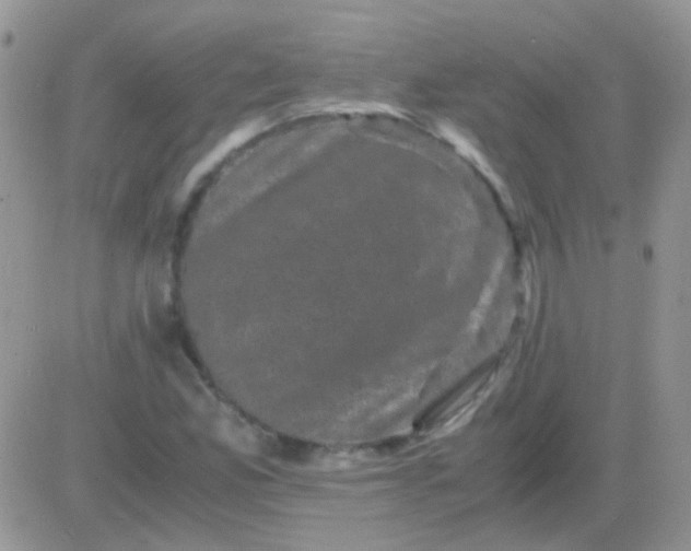 X0000081391165200701252057