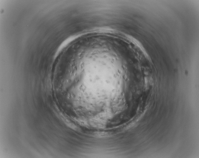 X0000081391176200701252057