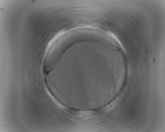 X0000081391181200701252056