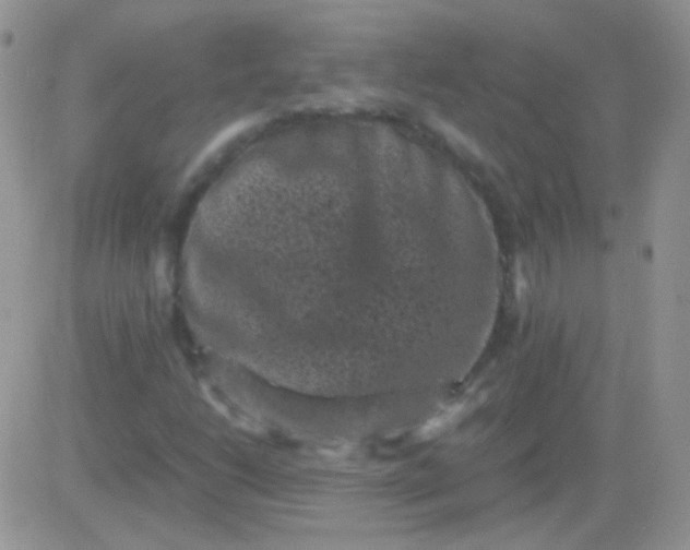 X0000081391206200701252055