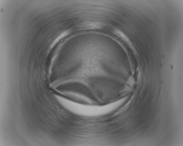 X0000081391210200701252056