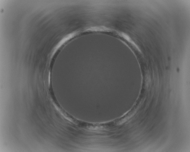 X0000081391221200701252056