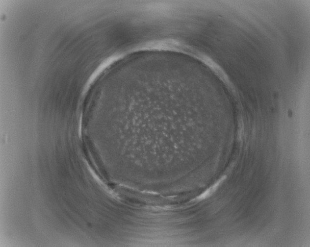 X0000081391224200701252056