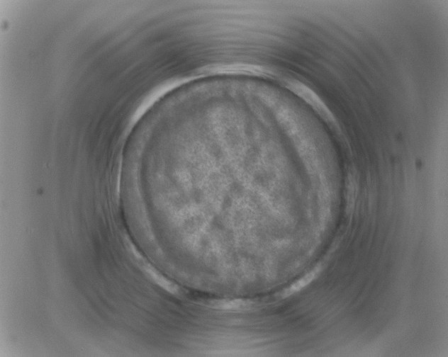 X0000081391228200701252056