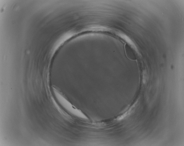 X0000081391229200701252056