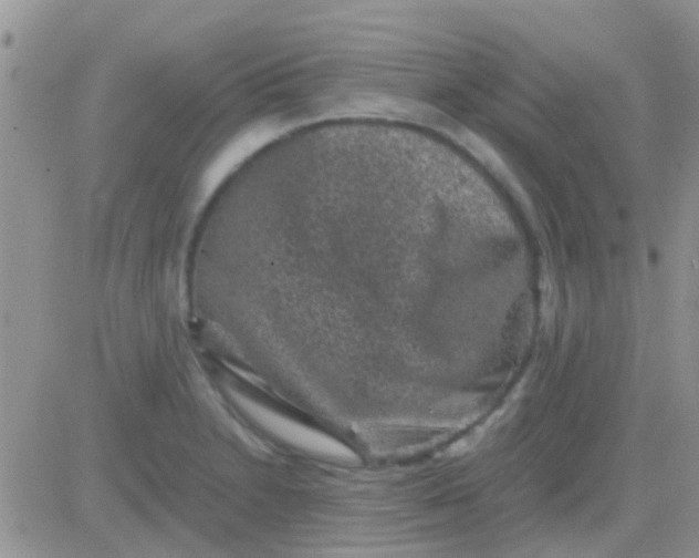 X0000081391230200701252056