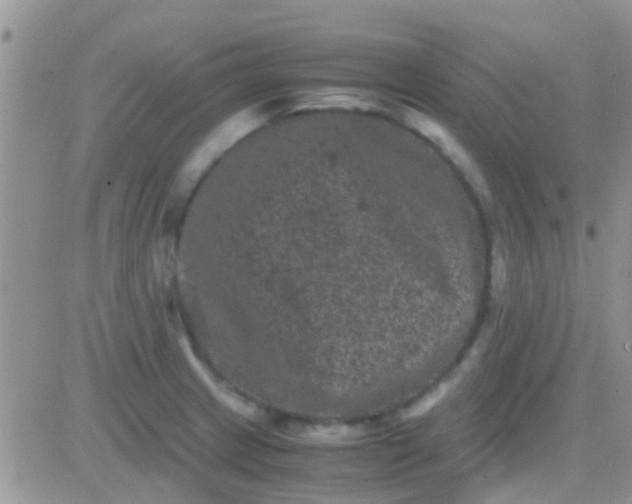 X0000081391233200701252056