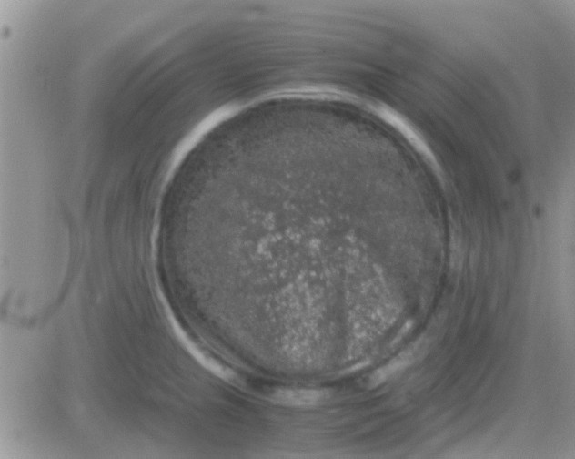 X0000081391237200701252056