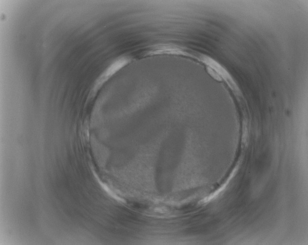 X0000081391241200701252056