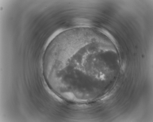 X0000081391243200701252056