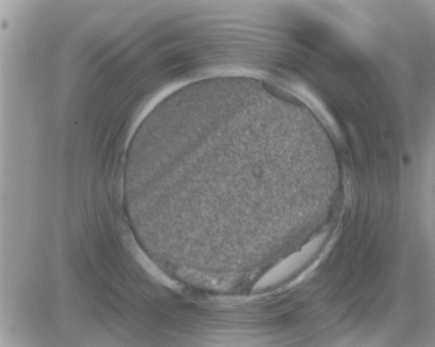 X0000081391244200701252056