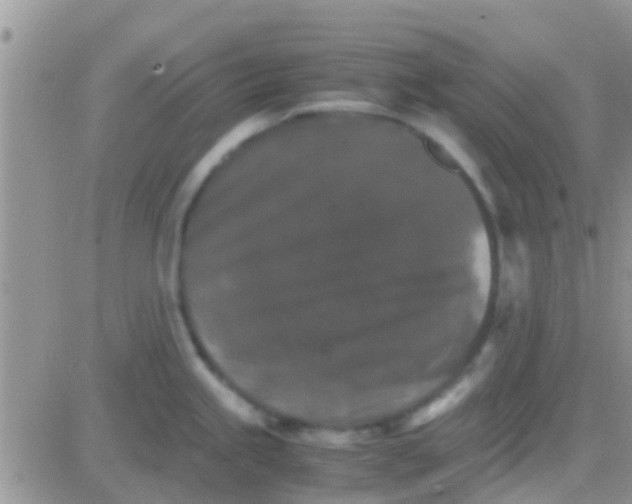 X0000081391245200701252056