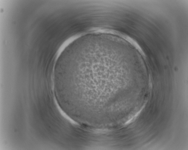 X0000081391247200701252056