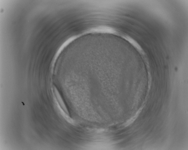 X0000081391248200701252056