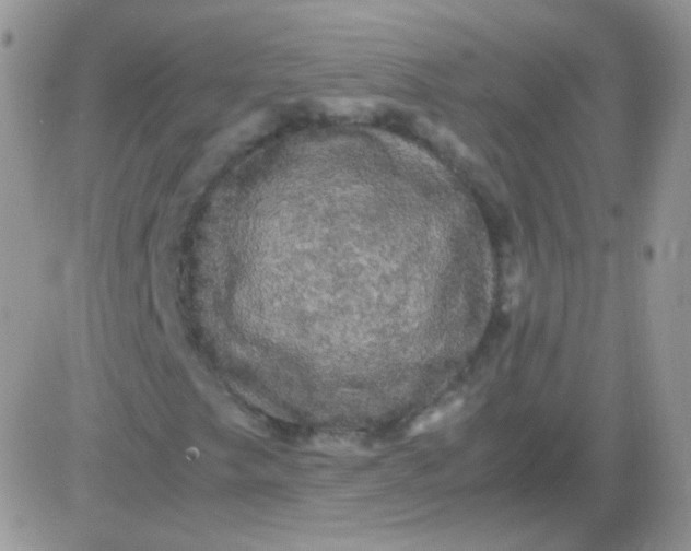 X0000081391249200701252055