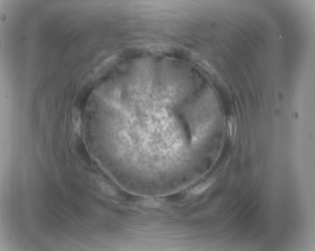 X0000081391251200701252055