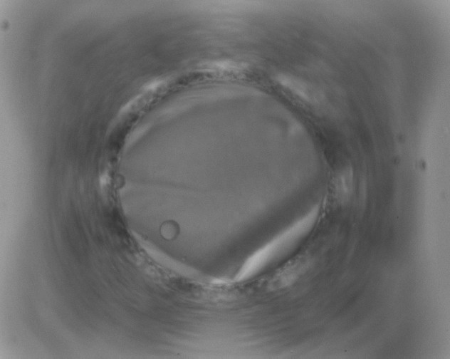 X0000081391254200701252055