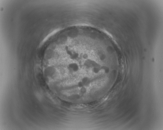 X0000081391255200701252055